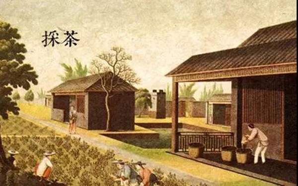 The History of Chinese Tea